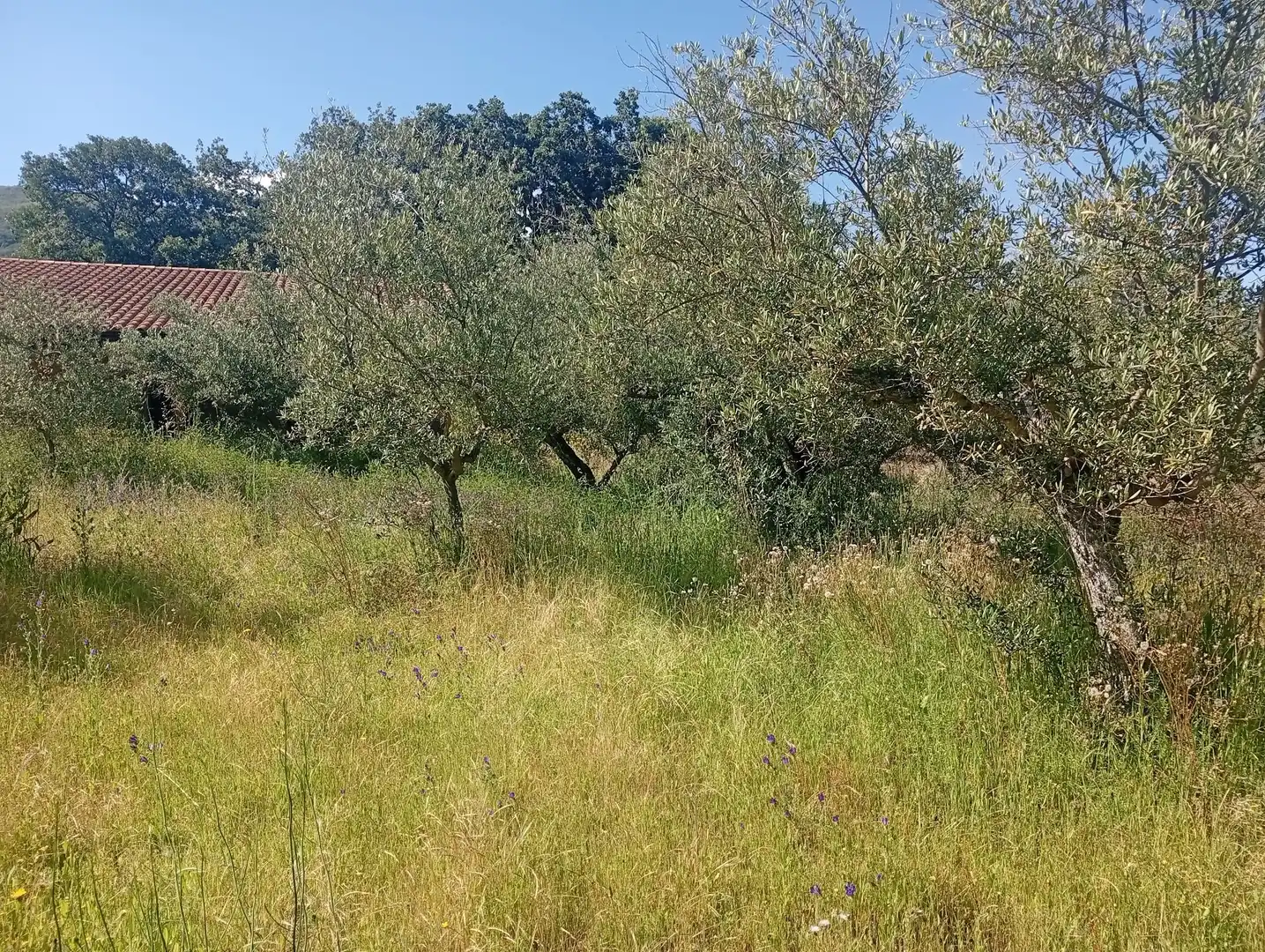 Maison à vendre à Villanueva de la Vera, imagen 45