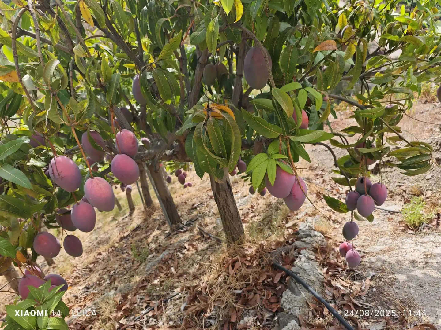 Terrenys i solars en venda a Canillas de Aceituno, imagen 2