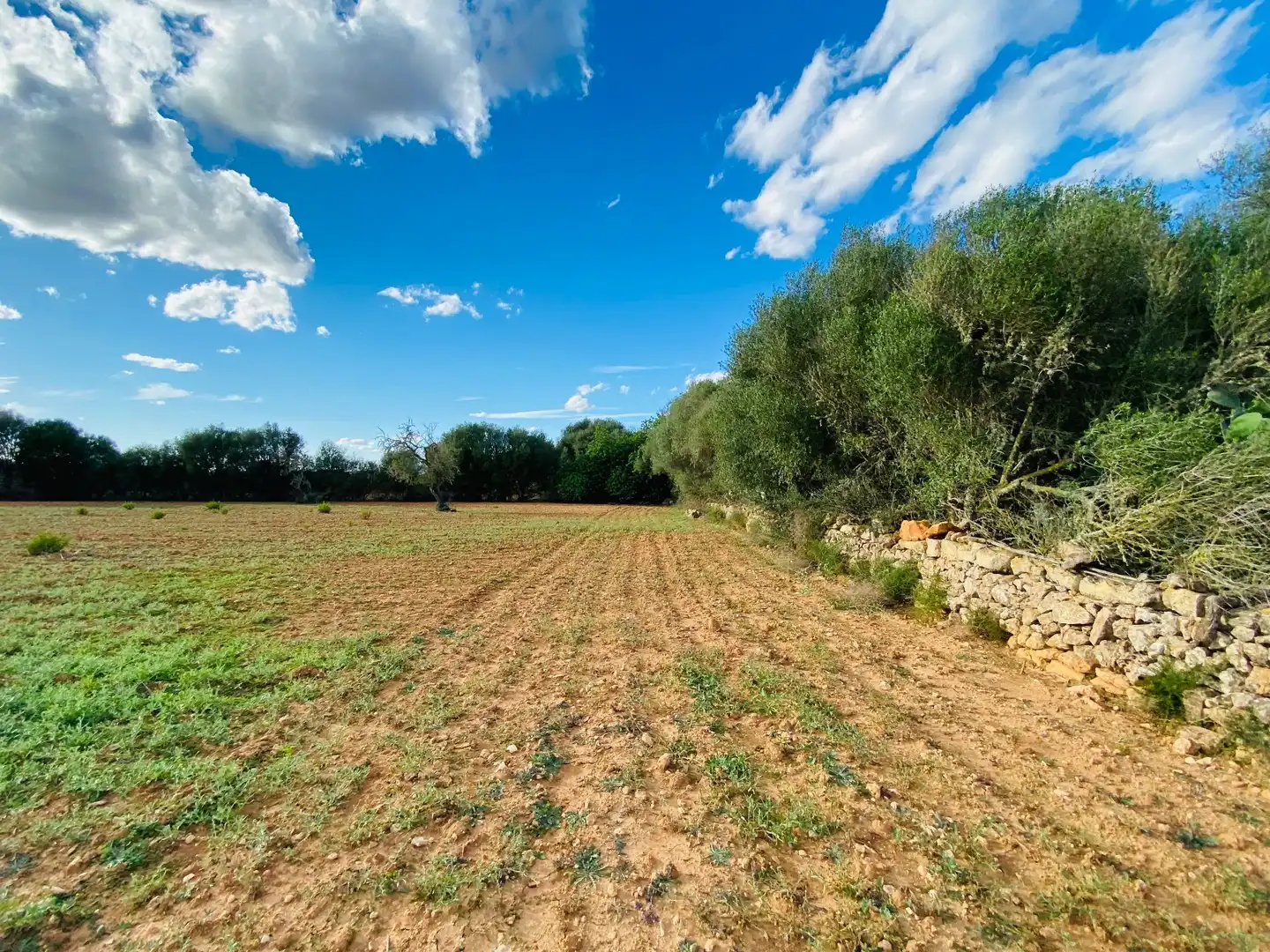 Rural land for sale in Felanitx Poble, imagen 5