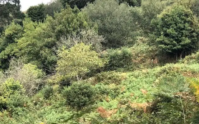 Terreno rustico in vendita a Camino DE LOS CIERROS-CALDONES, imagen 20