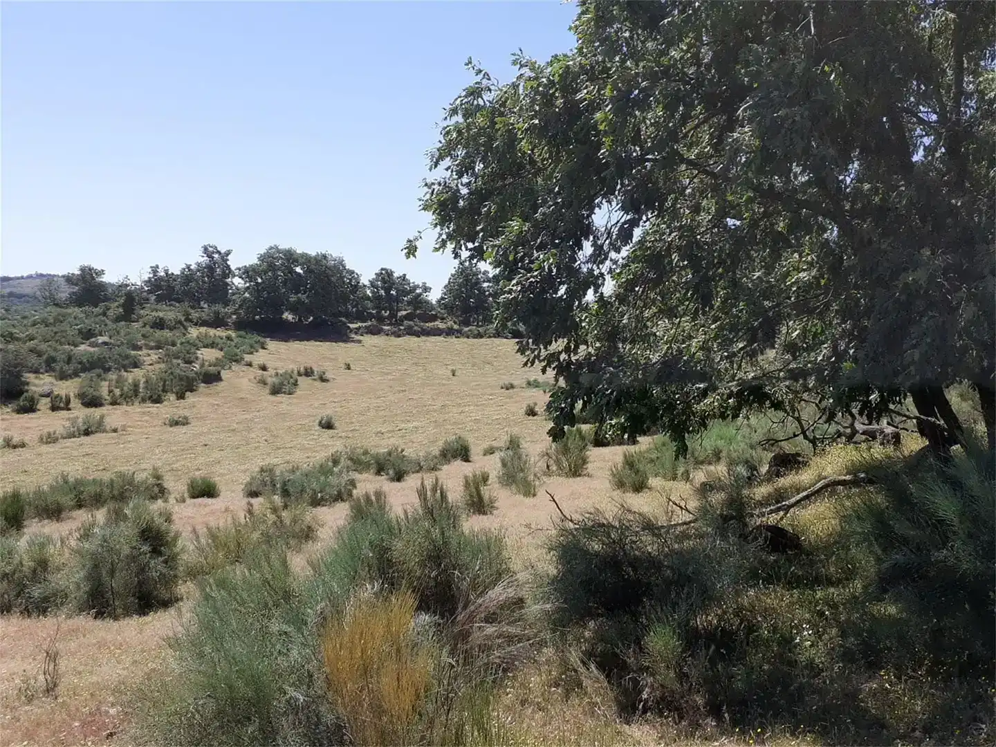 Terreno en venta en Valencia de Alcántara