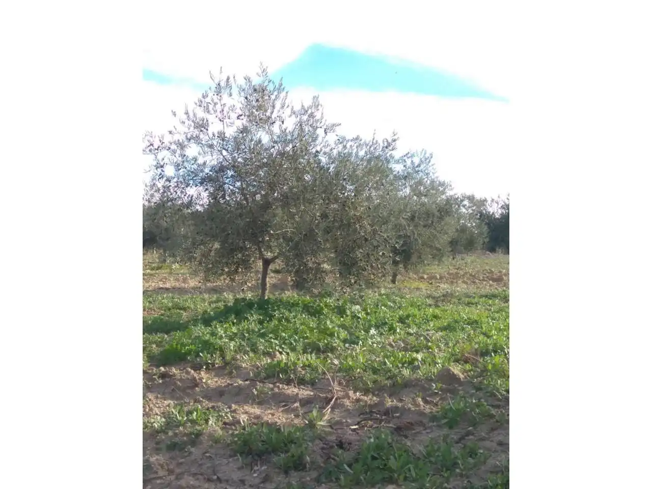 Terrain rustique à vendre à Baena, imagen 2
