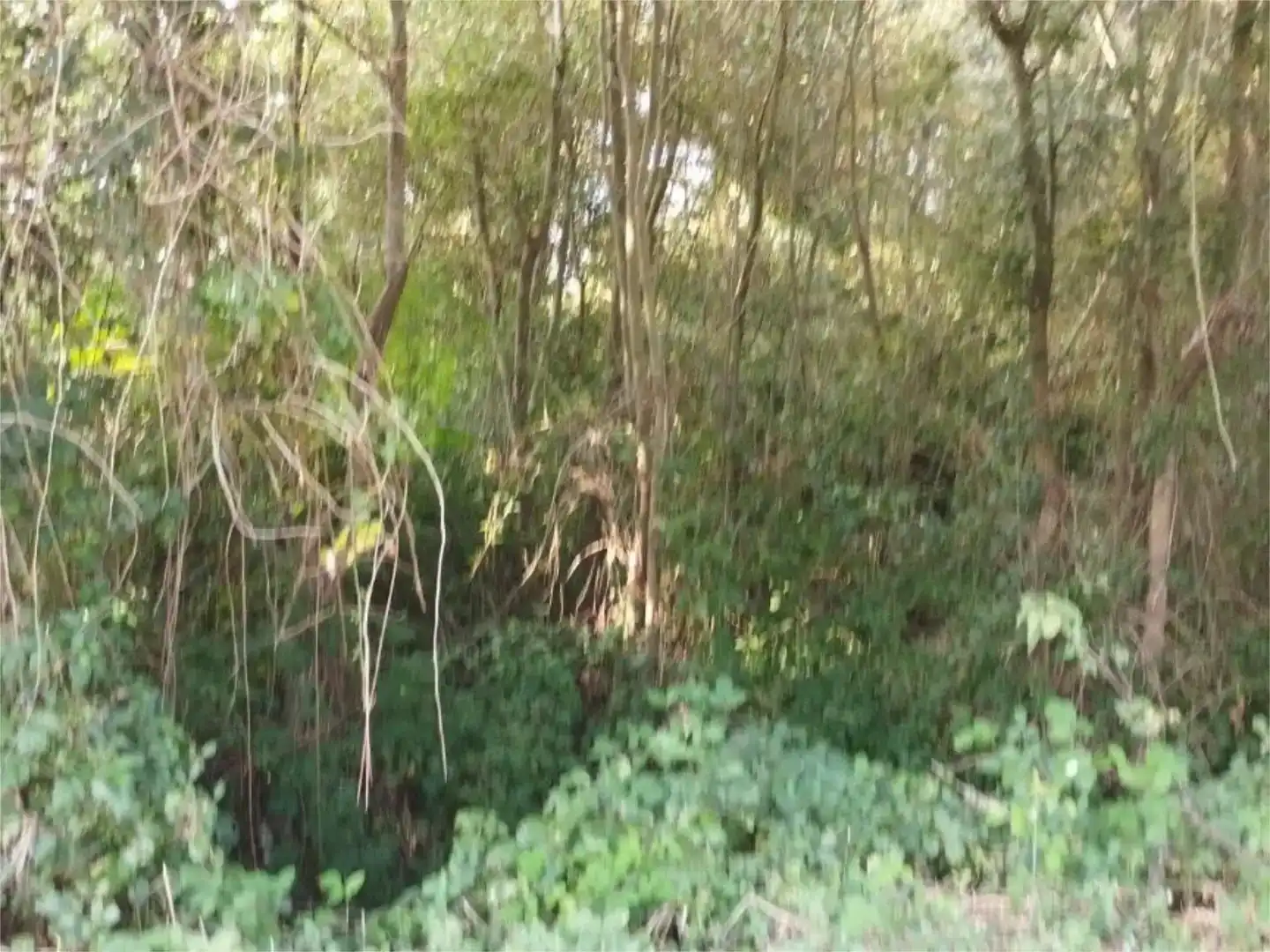 Grundstücke zum Verkauf in Begonte