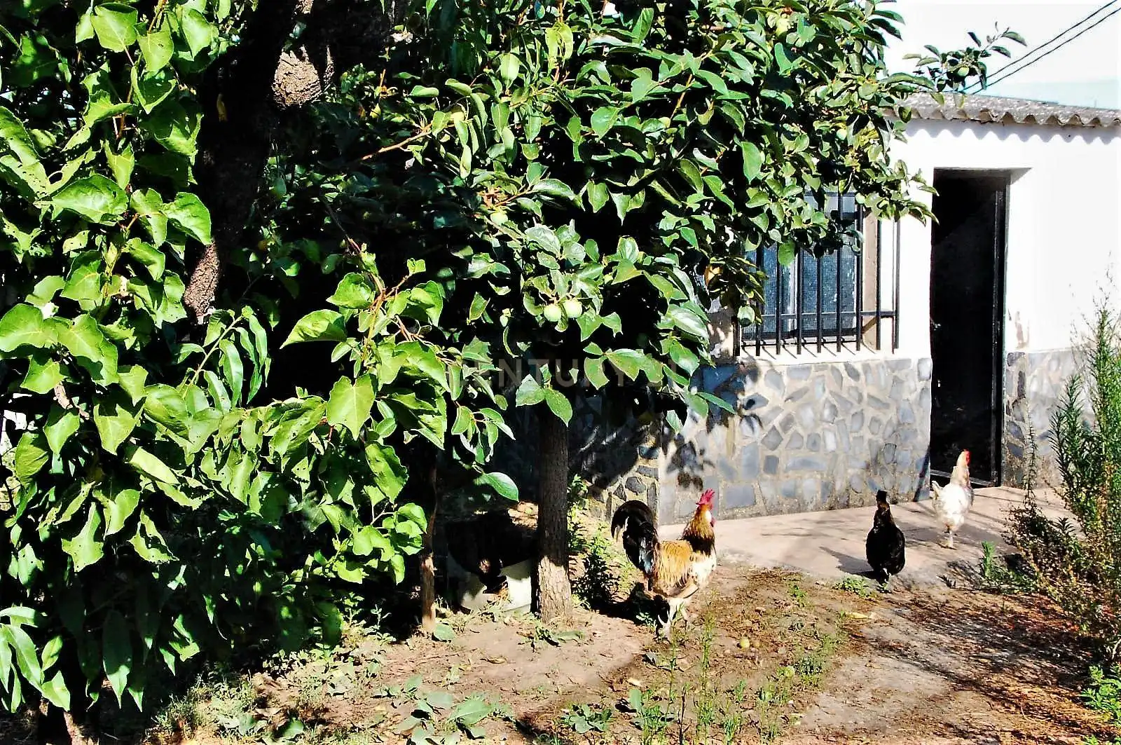 Vista exterior de Casa o xalet en venda en Coria amb Piscina