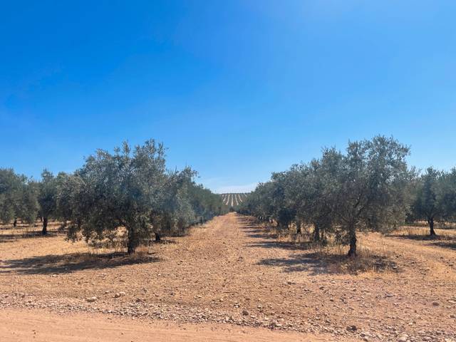 Terreno en Venta en Aguilar de la Frontera