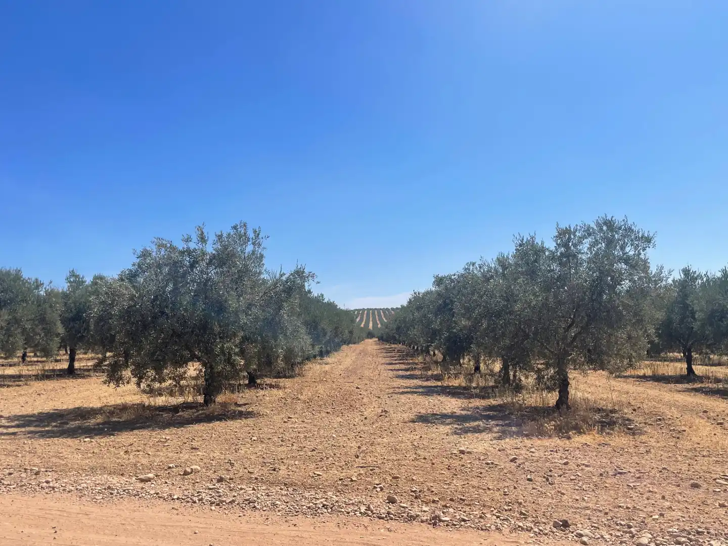 Terreny rústic en venda a Aguilar de la Frontera