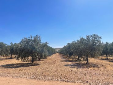 Rural land for sale in Aguilar de la Frontera