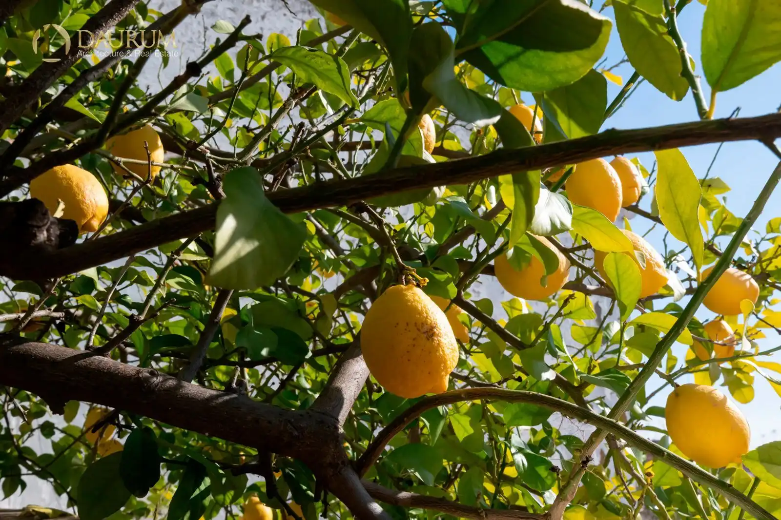 Jardí de Casa o xalet en venda en Alcalá de Guadaira amb Aire condicionat, Calefacció i Terrassa