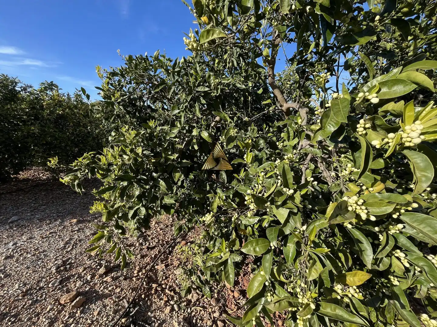 Terrenos y solares en venta en Pueblo, imagen 11