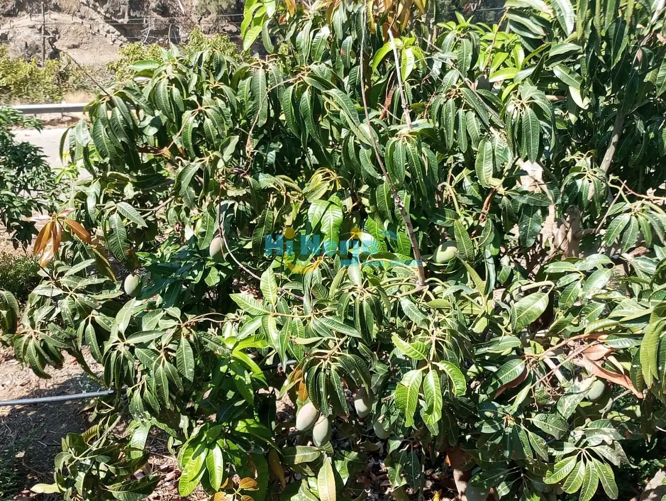 Terrenys i solars en venda a Algarrobo pueblo, imagen 7