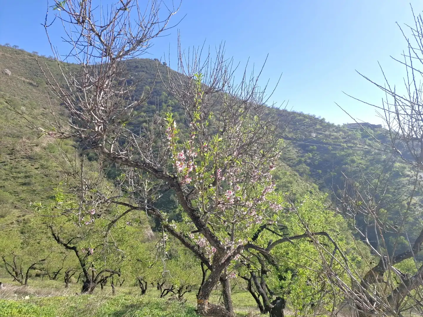 Jardín de Finca rústica en venta en Colmenar