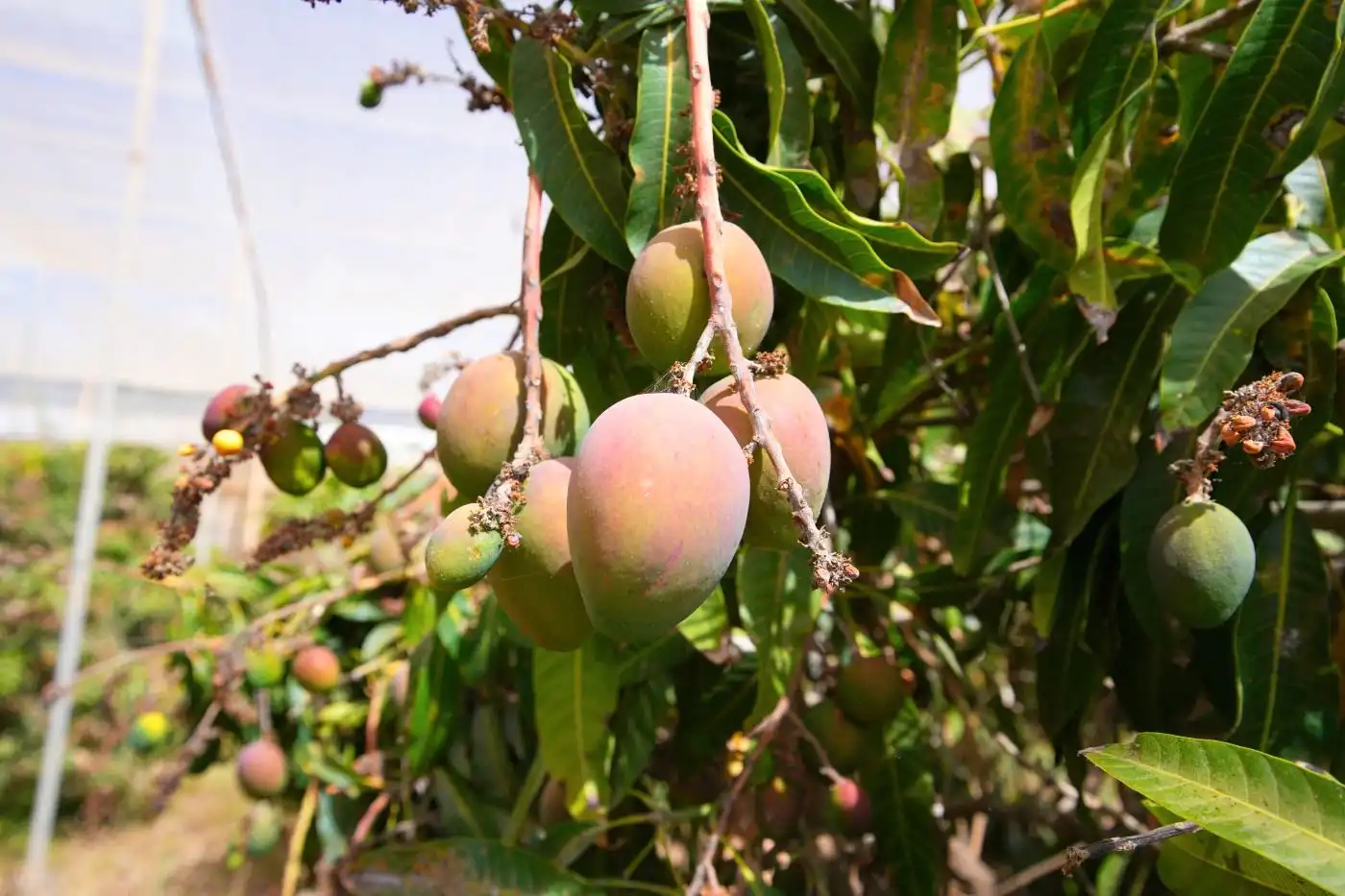 Garten von Grundstücke zum Verkauf in Güímar