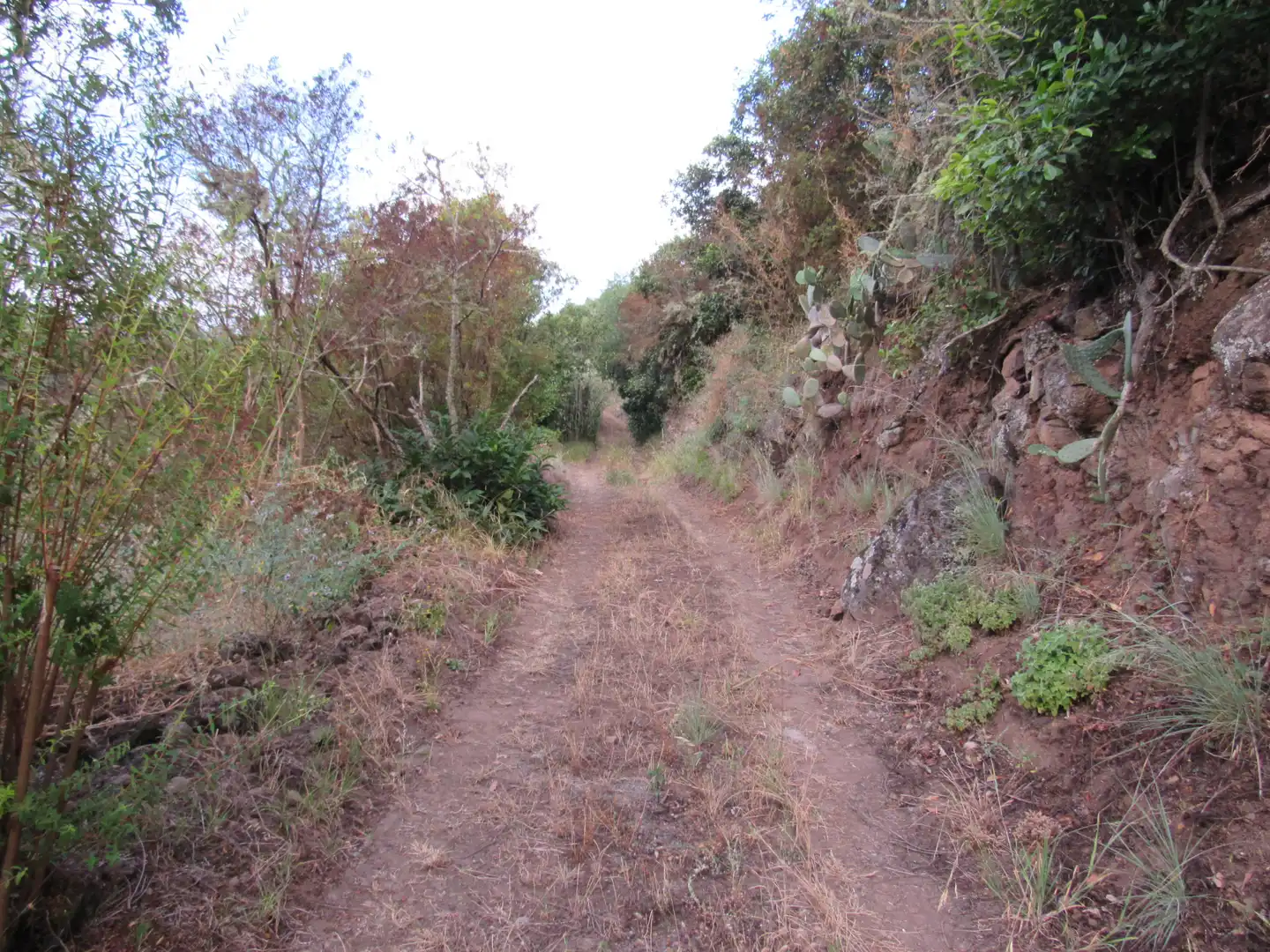 Land for sale in Moya (Las Palmas)