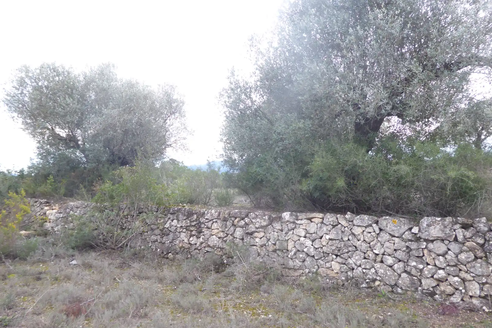 Rural land for sale in Benissanet, imagen 3
