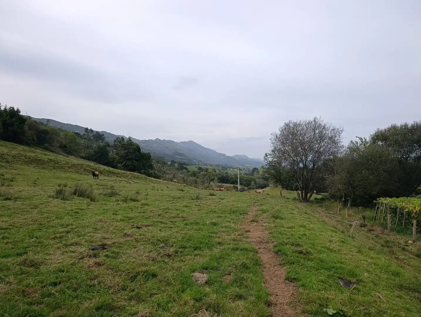 Rustikales Grundstück zum Verkauf in Carretera Piñera (Noriega) 0, imagen 13