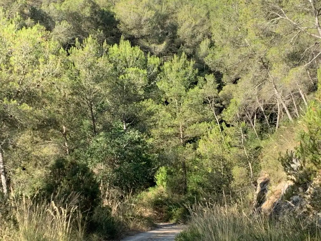 Rural land for sale in C/ Peixos (Urb Más Milá), imagen 5