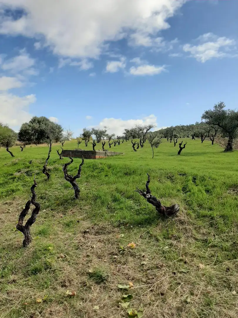Finca rústica en venta en Jerte