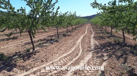 Finca con riego a goteo en Fabara. 16.135m2. 35.000€, immagine 5