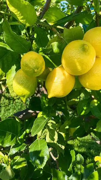 Garten von Country house zum Verkauf in Málaga mit Klimaanlage, Heizung und Privatgarten