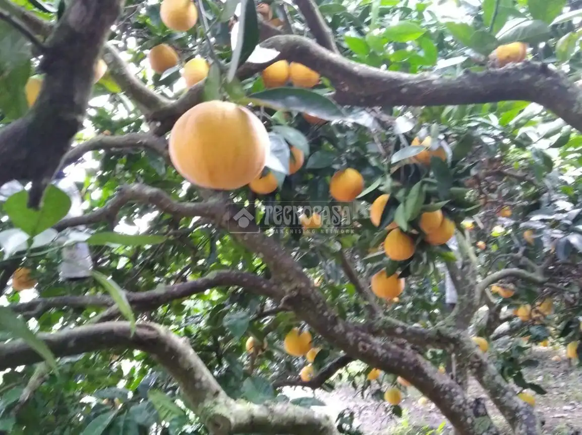 Terreno rustico in vendita a Barbate ciudad, imagen 11