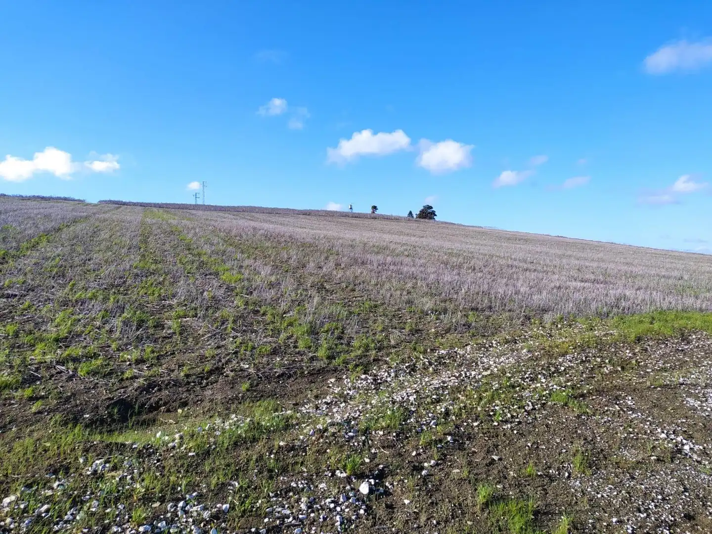 Terreny rústic en venda a Medina Sidonia, imagen 4