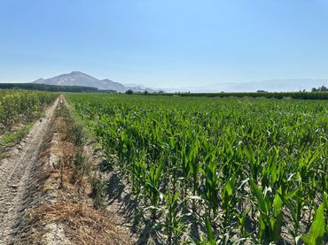 Terreno rustico in vendita a Fuente Vaqueros