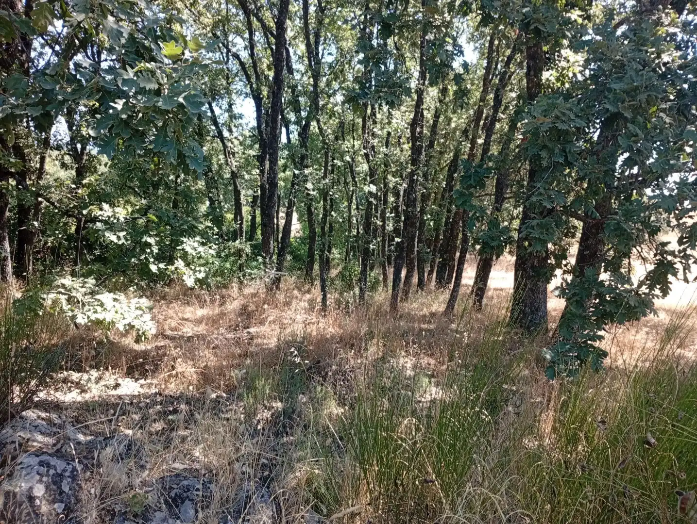 Terreni e lotti in vendita a Villanueva de la Vera, imagen 15