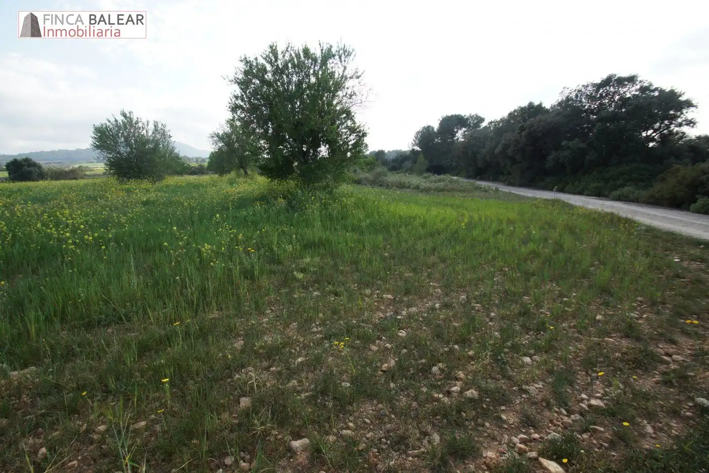 Terreno rustico in vendita a Algaida