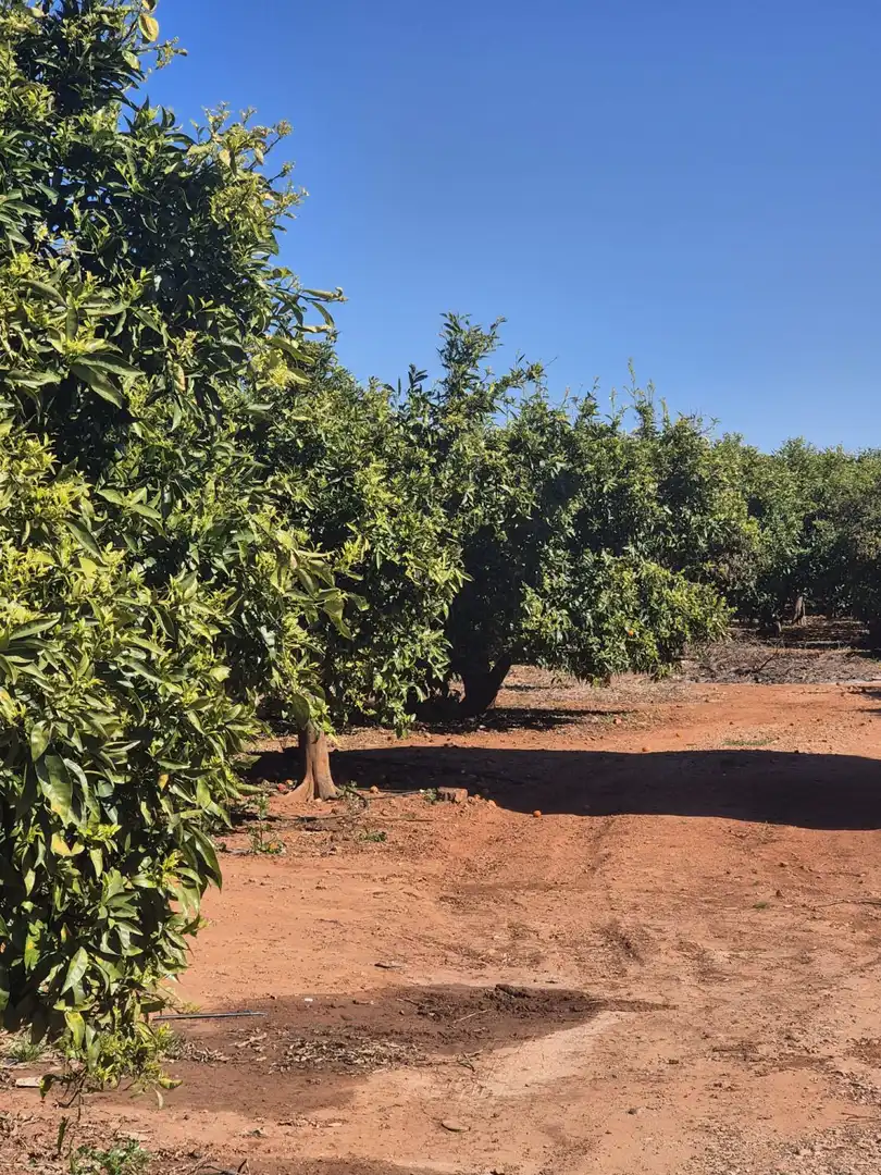 Jardín de Finca rústica en venta en Vila-real