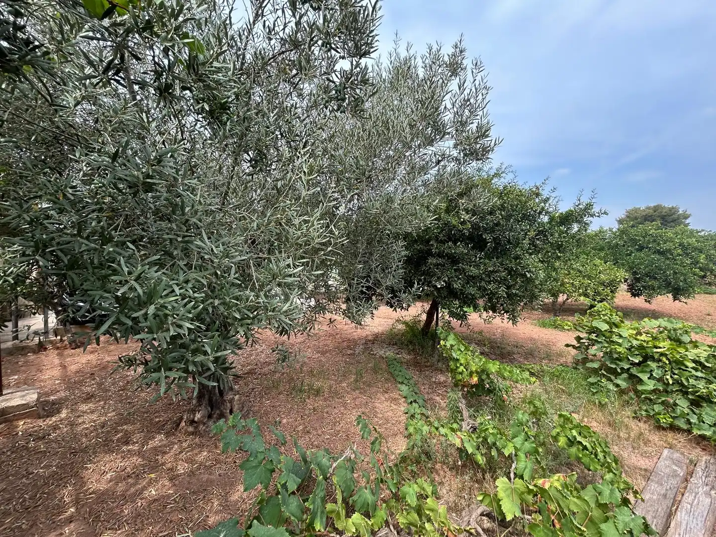 Casa o xalet en venda en Bétera amb Jardí privat, Terrassa i Piscina
