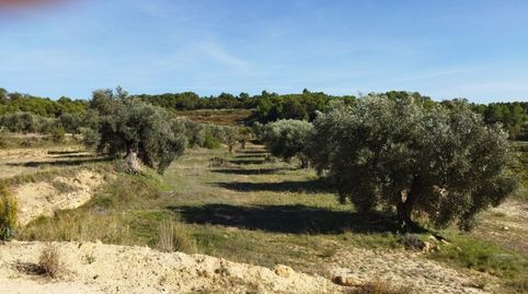 FINCA DE 4,7 HECTÁREAS, LLANA, CON UNA NAVE DE 100 M2 Y DOS CASA DE CAMPO PARA REFORMAR., imatge 4