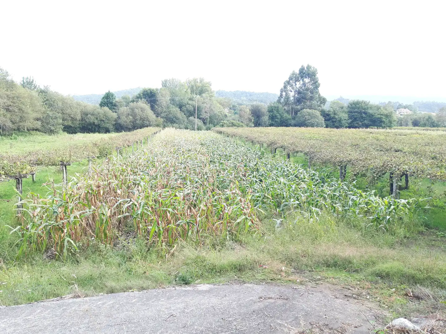 Terreno rustico in vendita a Ribadumia, imagen 3