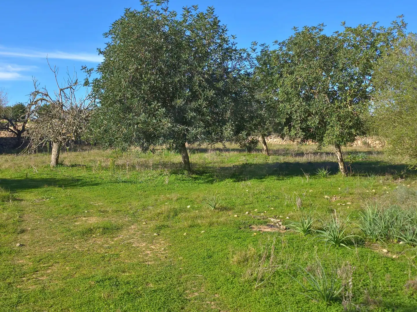 Terreni e lotti in vendita a Santa Margalida Poble, imagen 11