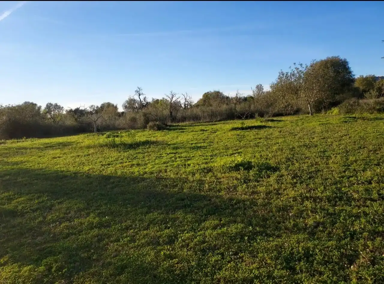 Terreny en venda en Llucmajor