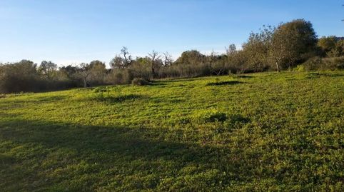 Foto 5 de Terreny en venda a Camí de Son Fullana, Llucmajor pueblo, Llucmajor