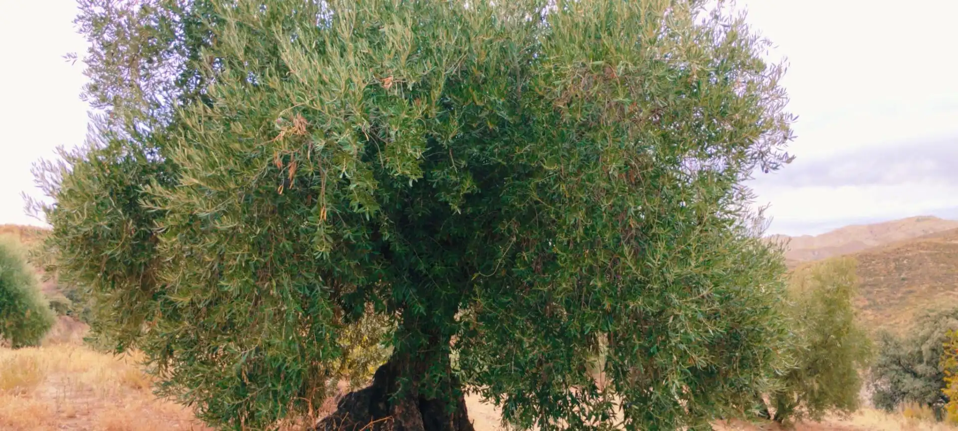Jardí de Apartament en venda en Quéntar