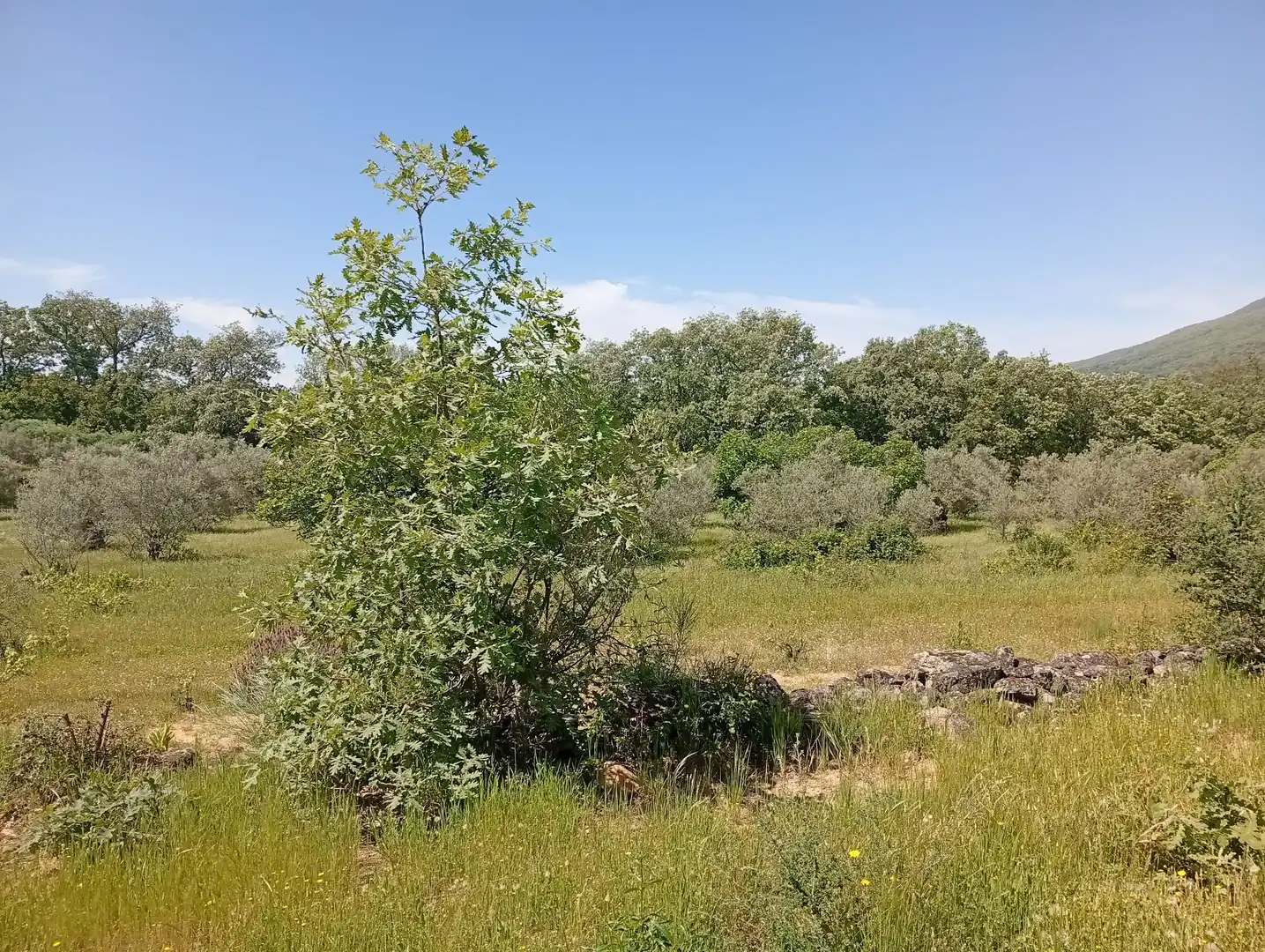 Terreni e lotti in vendita a Villanueva de la Vera, imagen 111