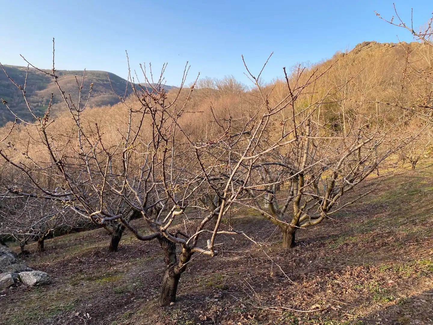 Terreni e lotti in vendita a Hervás