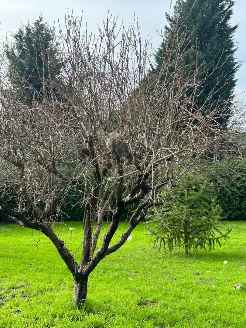 Garten von Loft zur Miete in Cambre  mit Klimaanlage, Privatgarten und Abstellraum