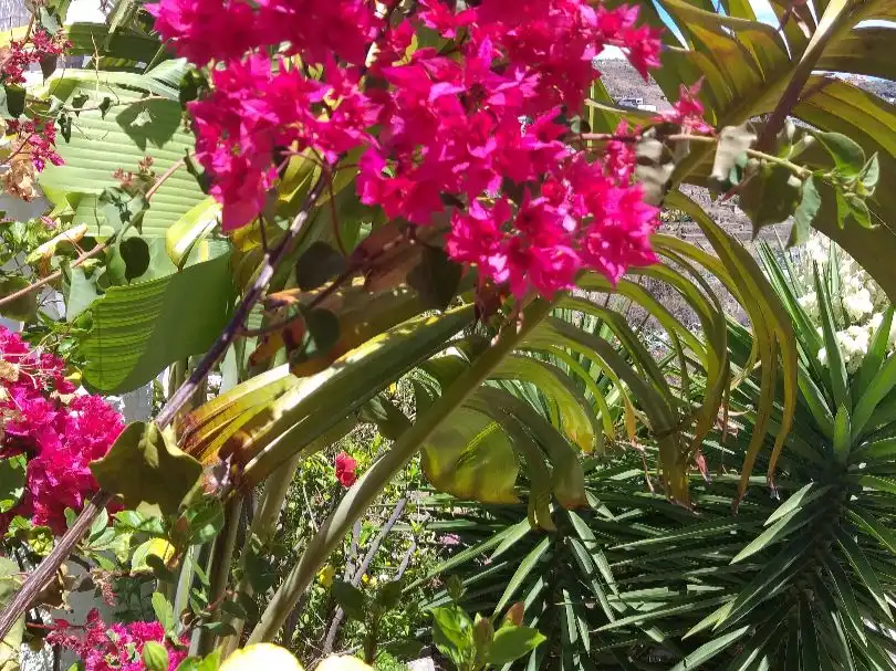 Jardí de Casa o xalet en venda en Telde amb Terrassa
