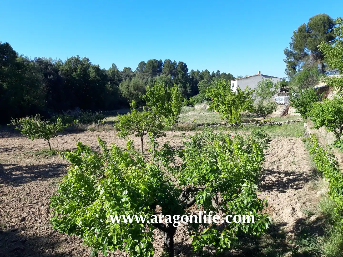 Finca rústica en venta en Calaceite