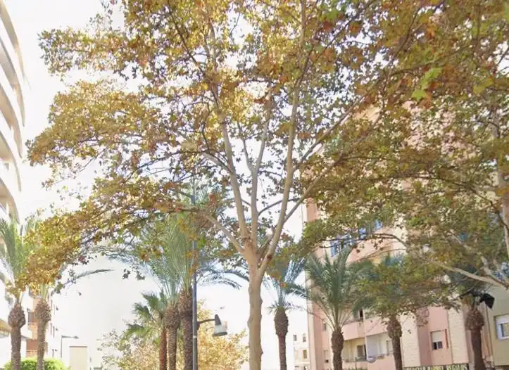 Piso con terraza en venta en El Ejido Ciudad