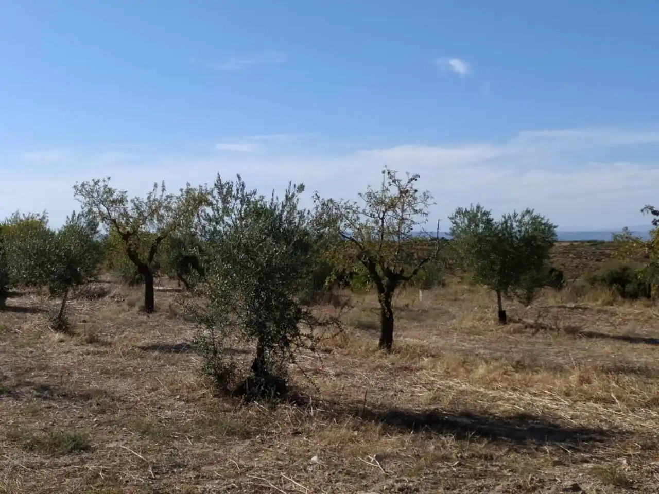 Terreno rústico en venta en Castelldans, imagen 12