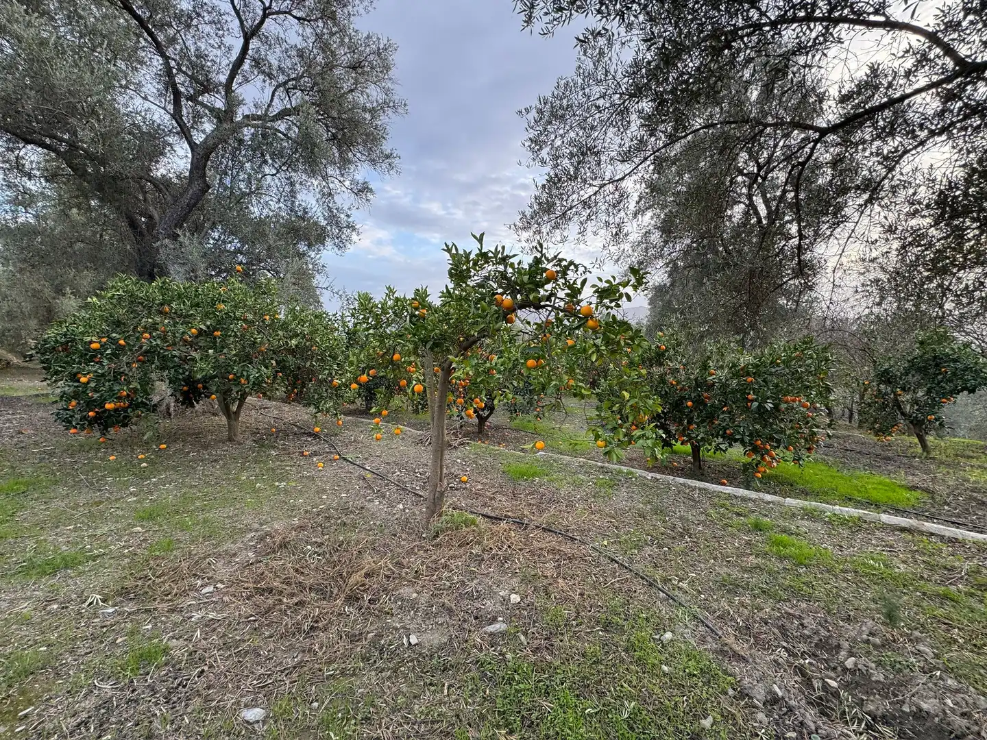 Terreno rustico in vendita a Lecrín, imagen 20