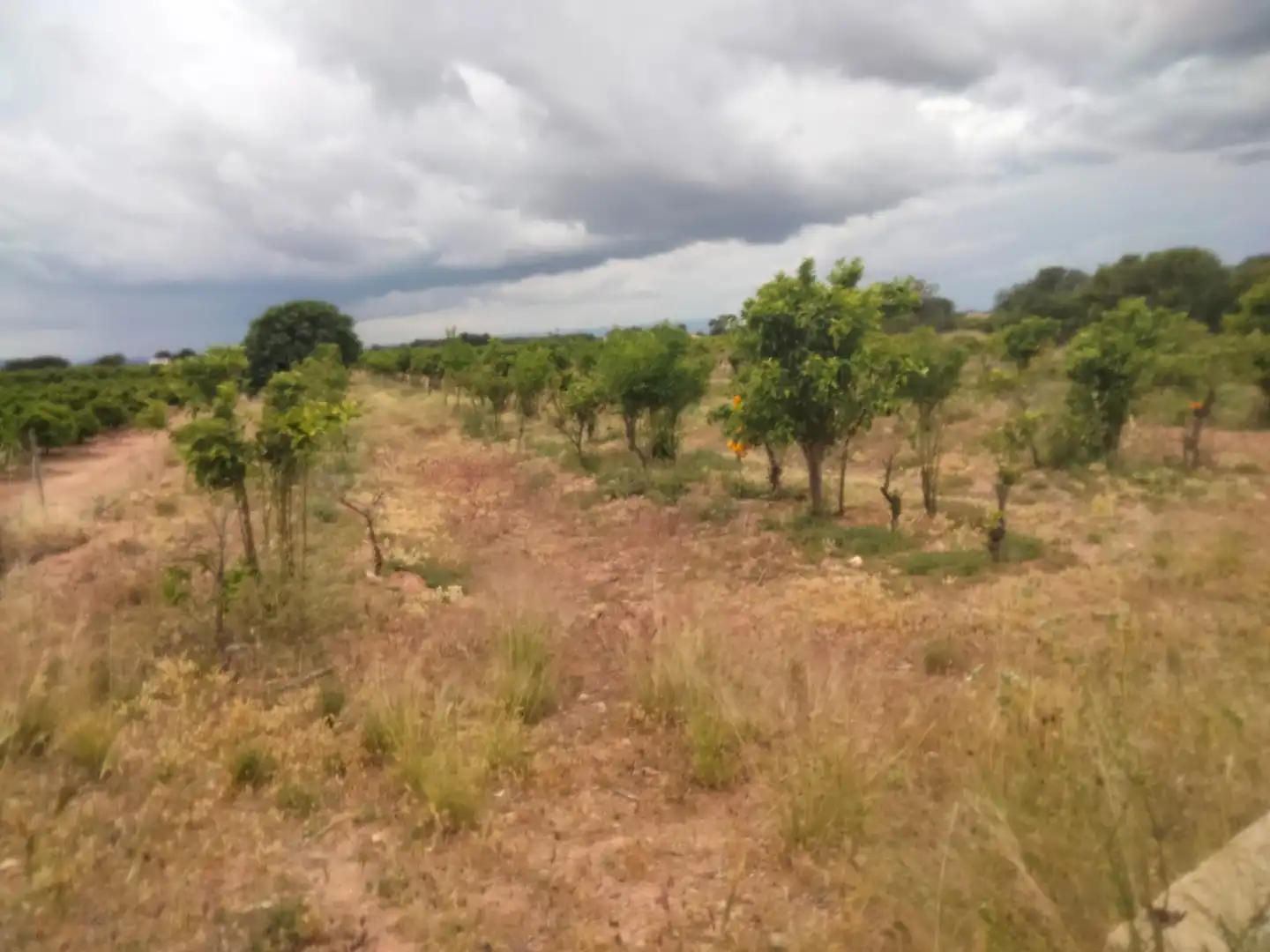 Terrain rustique à vendre à Centro, imagen 2