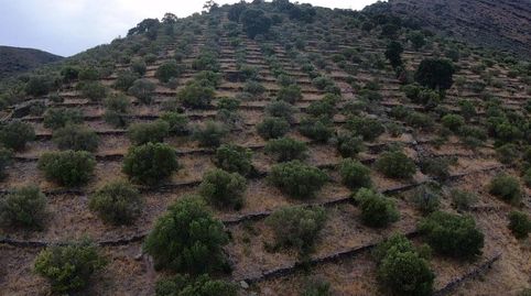 TERRENO RÚSTICOOlivar situado en la carretera de Cadaqués.Vistas al mar.Pozo de agua legalizado.Superficie del terreno 11.680 m2, immagine 5