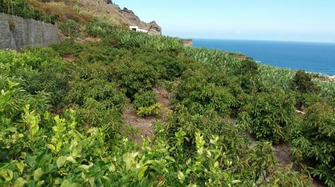 Foto 4 de Terreno en venta en Prolongacion Primera a Carracote, 158, Buenavista del Norte, Santa Cruz de Tenerife