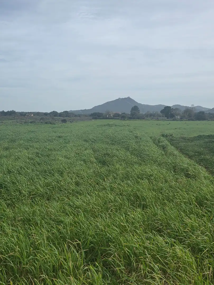 Residential land for sale in Felanitx Poble, imagen 4
