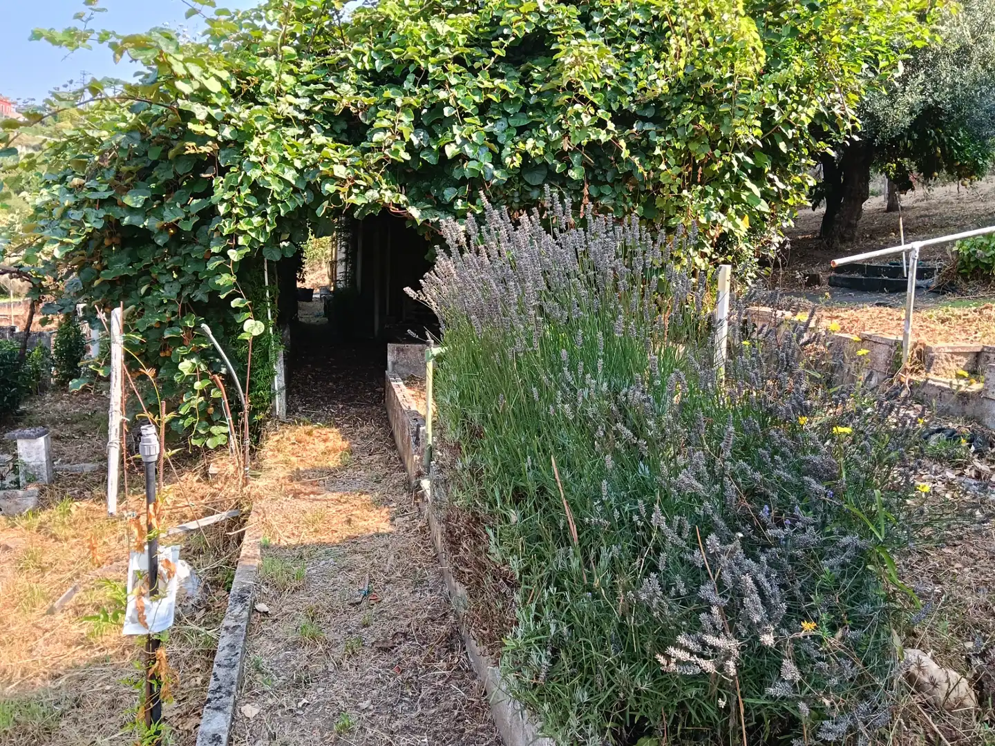 Maison avec jardin à vendre à Rúa Saavedra Meneses 87, imagen 6