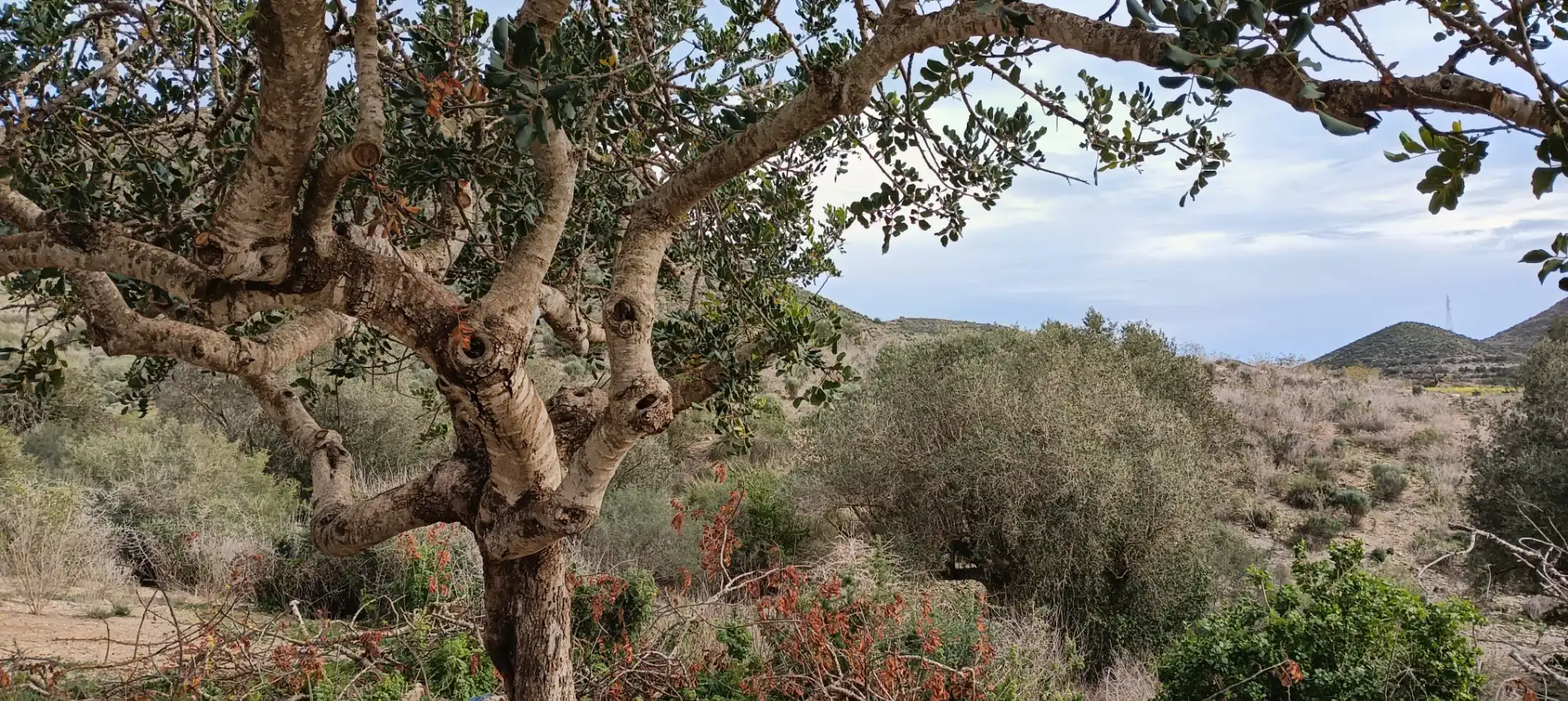 Jardí de Finca rústica en venda en Cartagena